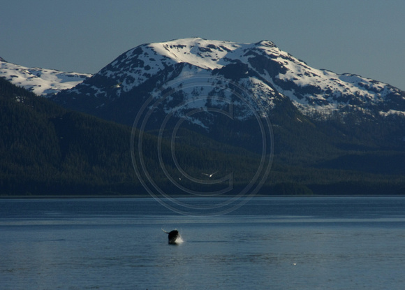 Icy Strait, Humpback Whale0820373a