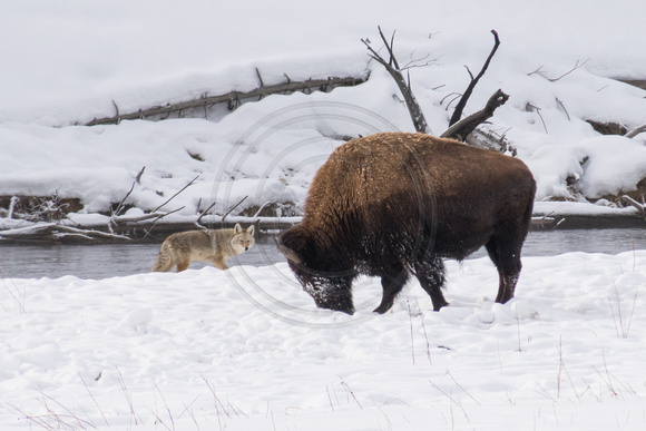 Yellowstone NP, Bison and Coyote150-5377