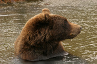 AWCC Brown Bear Cub0575396