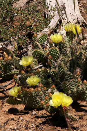 Mesa Verde NP, Soda Canyon Ovrlk Trail, Flowers V1118381a