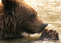 AWCC Brown Bear Cub0575494a