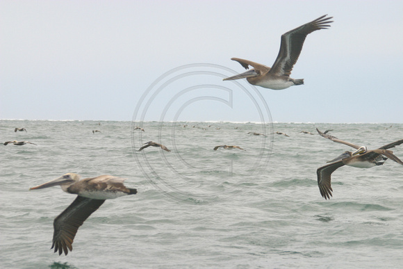 Bahia Magdalena, Pelicans, Flying030210-1718