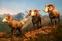 Denver, Mus Nature and Science, Bighorn Sheep1053733a