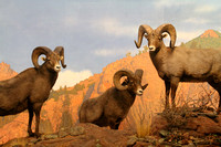 Denver, Mus Nature and Science, Big Horn Sheep1053718