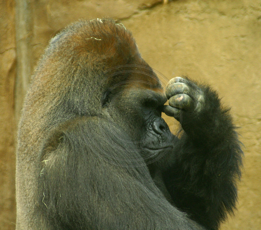 San Diego, Wild Animal Park, Gorilla030812-8189a