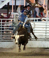 Cortez, Ute Mtn Roundup Rodeo, Bull Riding1117845a