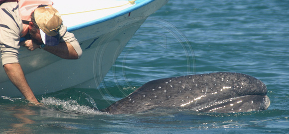 Bahia Magdalena, Whale, Watchers030217-2281a