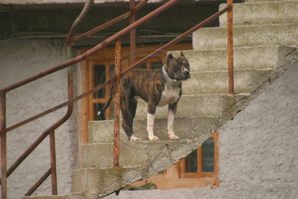 Busteni, Dog on Stairs031003-1829a