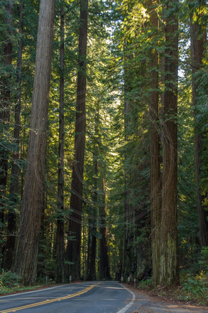 Humboldt Redwoods SP, Ave of Giants V130-5843