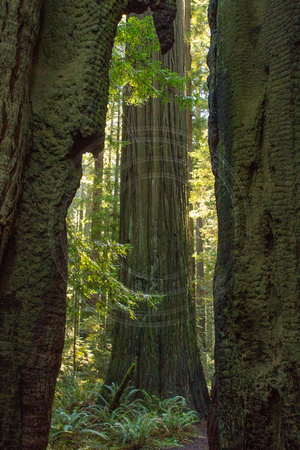 Humboldt Redwoods SP, Ave of Giants, Founders Grove V130-5870