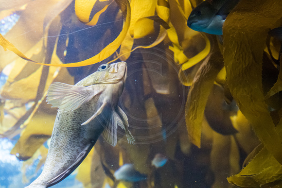 Monterey, Monterey Bay Aquarium, Kelp Forest, Fish150-8505
