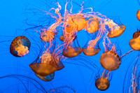 Monterey, Monterey Bay Aquarium, Jellyfish150-8530