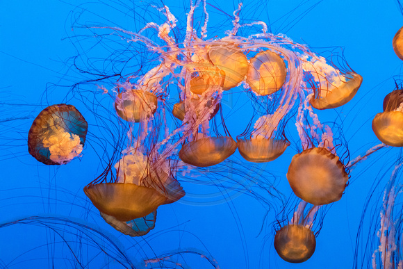 Monterey, Monterey Bay Aquarium, Jellyfish150-8530