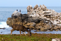 Pacific Grove, Point Pinos. Deer150-8597