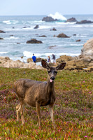Pacific Grove, Point Pinos. Deer V150--4