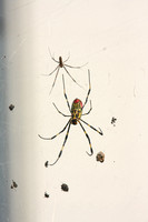 Hagi, Spider V0830153