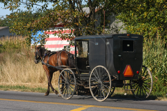 Hartly, Amish Buggy0829098