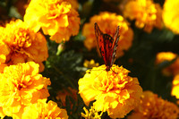 College Station, Bush Library, Flowers, Butterfly031102-3217