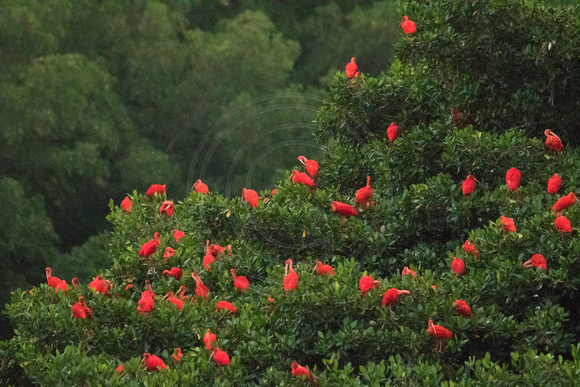 Caroni Bird Sanctuary, Scarlet Ibis151-9973