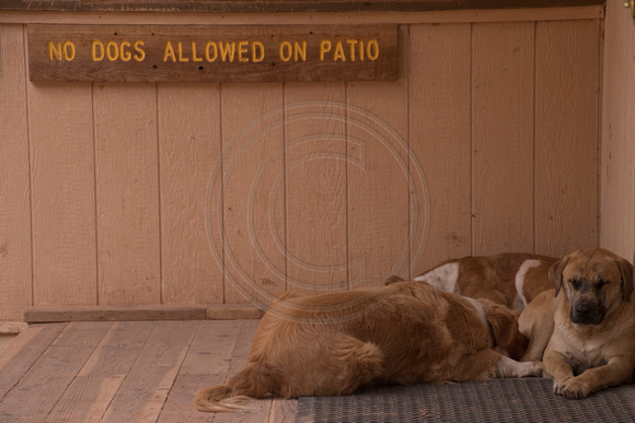 Supai, Sign, Dogs Cant Read160-2123
