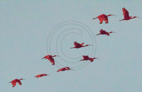 Caroni Bird Sanctuary, Scarlet Ibis151-9858