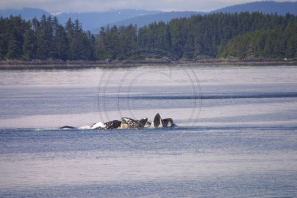 Frederick Sound, Whales, Feeding020706-4032