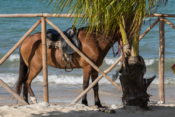 Salvador, Isle of Itaparica, Horse on Beach151-8898