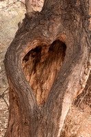 Supai, Heart Tree V160-1723