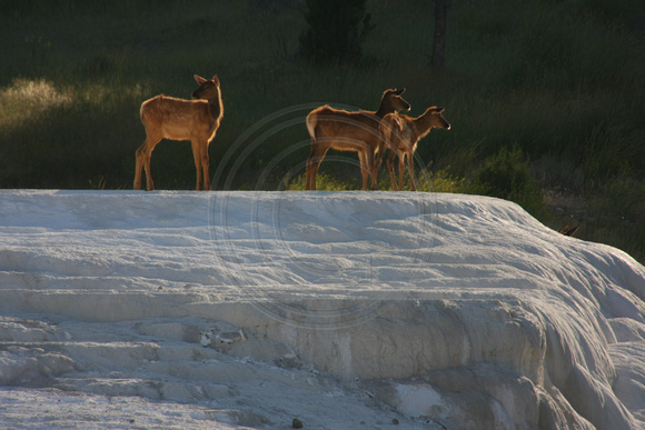 Yellowstone NP, Mammoth Hot Springs, Elk0826717
