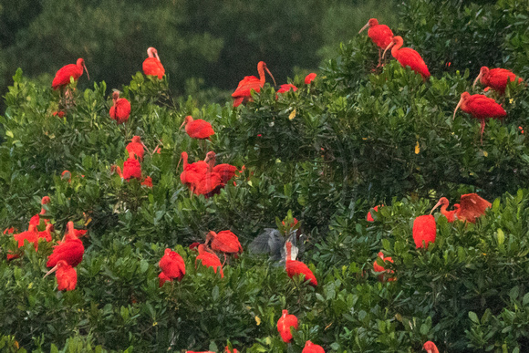 Caroni Bird Sanctuary, Scarlet Ibis151-9955