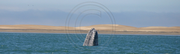 Bahia Magdalena, Whale030217-2286a