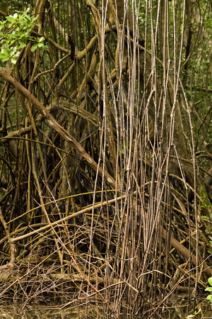 Caroni Bird Sanctuary, Mangrove V151-9703