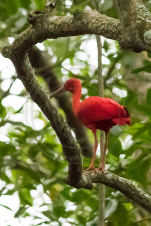 Caroni Bird Sanctuary, Scarlet Ibis V151-9730