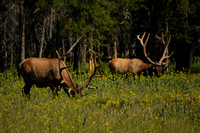 Yellowstone NP, Elk0826883
