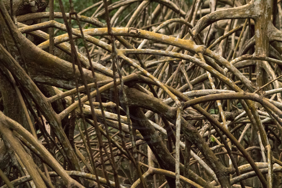 Caroni Bird Sanctuary, Mangrove151-9719
