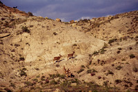 Dinosaur NM, Deer S -4243