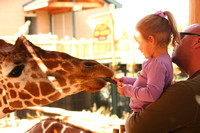 Colorado Springs, Zoo, Giraffe Feeding0740782