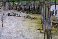Haines, Old Pier020626-2976