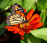 College Station, Bush Library, Flowers, Butterfly031102-3247