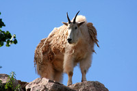 Colorado Springs, Zoo, Mtn Goat0740923a