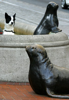 Portland, Seals and Dog021208-0194a