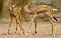 San Diego, Zoo, Deer030811-7668a