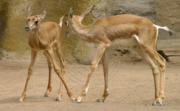 San Diego, Zoo, Deer030811-7668a