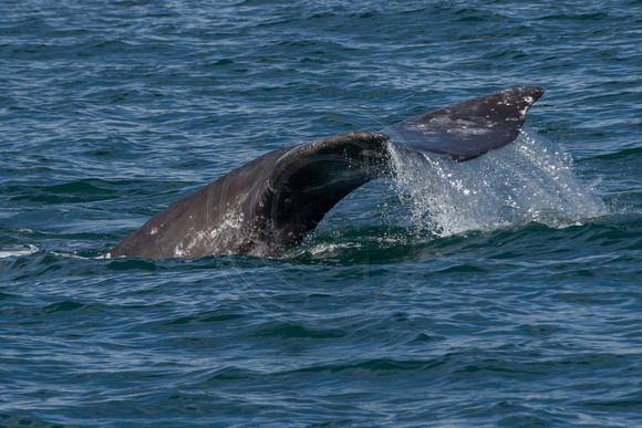 Channel Islands NP, Whale140-9436