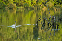 Holly Springs, Bass Lake, Swan112-0815