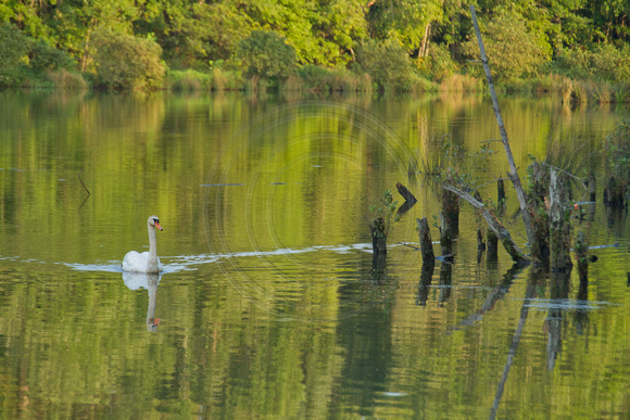 Holly Springs, Bass Lake, Swan112-0815