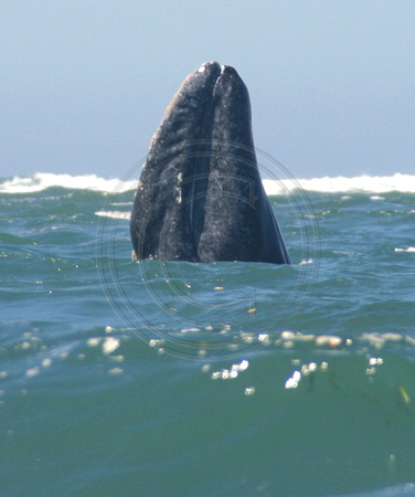 Bahia Magdalena, Whale030217-2299a