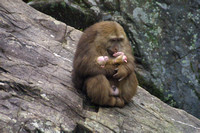 Tankou, Monkey Reserve, Baby020405-6197