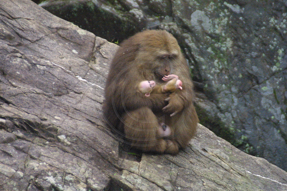 Tankou, Monkey Reserve, Baby020405-6197