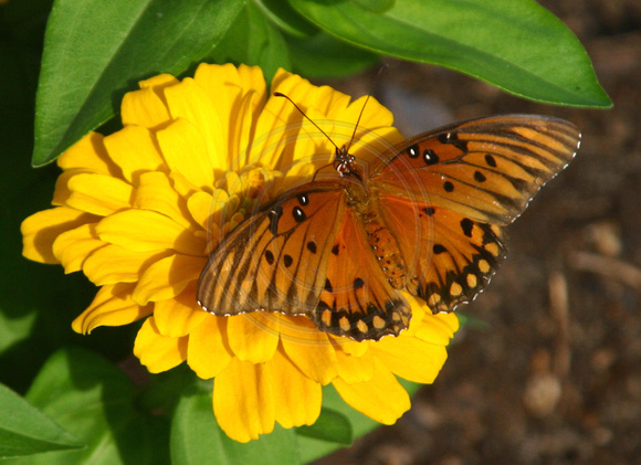 College Station, Bush Library, Flowers, Butterfly031102-3233